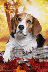 Beagle in autumn