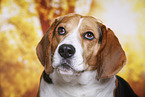 Beagle Portrait