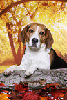 Beagle in autumn