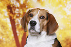 Beagle Portrait