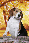 Beagle in autumn