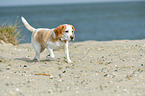 walkig Beagle