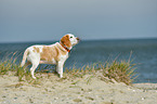 standing Beagle