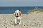 walkig Beagle