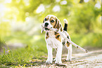 Beagle Puppy