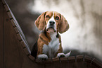 lying Beagle