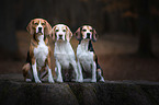 sitting Beagles