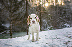 Beagle in the snow