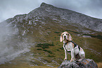 Beagle in the mountains