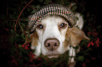 Beagle in autumn leaves