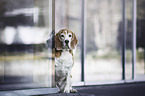 sitting Beagle