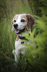 sitting Beagle