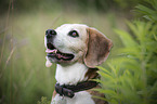 Beagle portrait