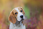 Beagle puppy portrait