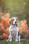 sitting Beagle puppy