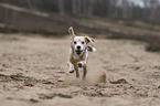 running Beagle