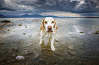 Beagle in the water