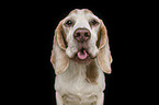 Beagle portrait