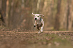 running Beagle