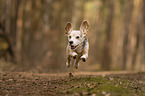 running Beagle