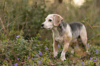 standing Beagle