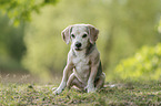 sitting Beagle