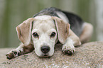 lying Beagle