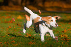 running Beagle