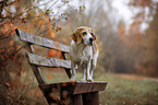 standing Beagle