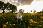 Beagle on a meadow