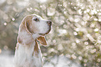 Beagle portrait