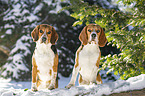 2 Beagle