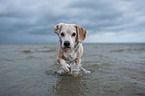 Beagle runs through the sea