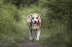 old Beagle