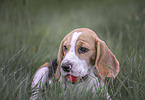 Beagle in summer