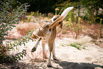 brown-and-white Beagle