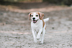 adult Beagle