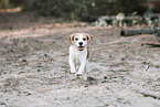 adult Beagle