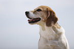 male Beagle