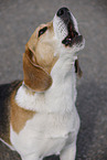 male Beagle