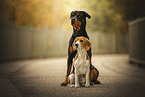 Beagle and Rottweiler