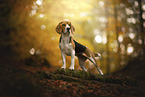 Beagle