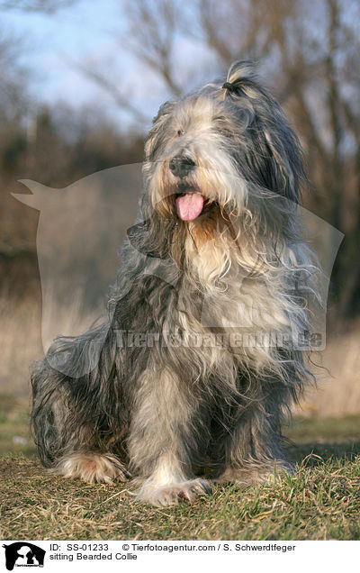 sitzender Bearded Collie / sitting Bearded Collie / SS-01233