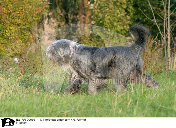 Bearded Collie in Bewegung / in action / RR-00693