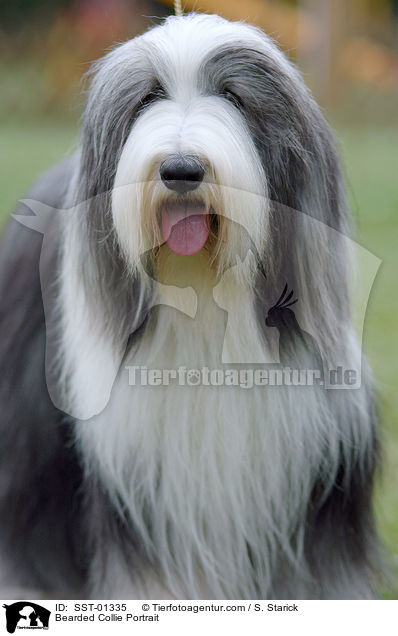 Bearded Collie Portrait / Bearded Collie Portrait / SST-01335