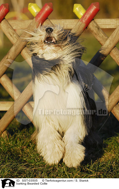 bellender Bearded Collie / barking Bearded Collie / SST-03505