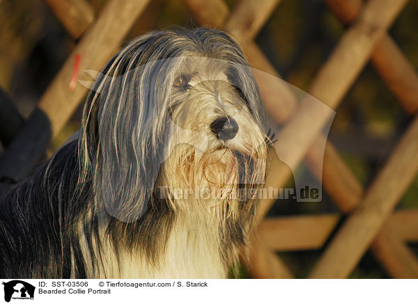 Bearded Collie Portrait / Bearded Collie Portrait / SST-03506