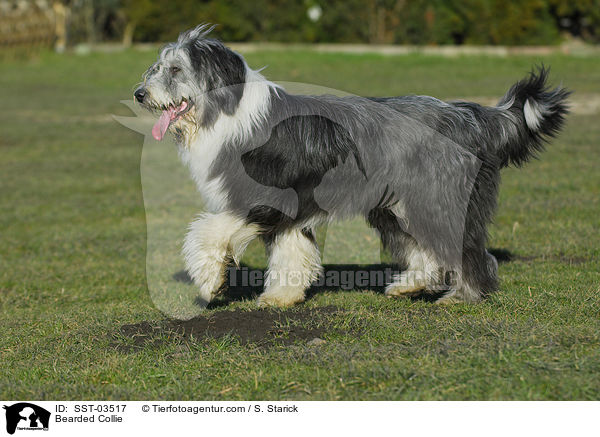 Bearded Collie / Bearded Collie / SST-03517