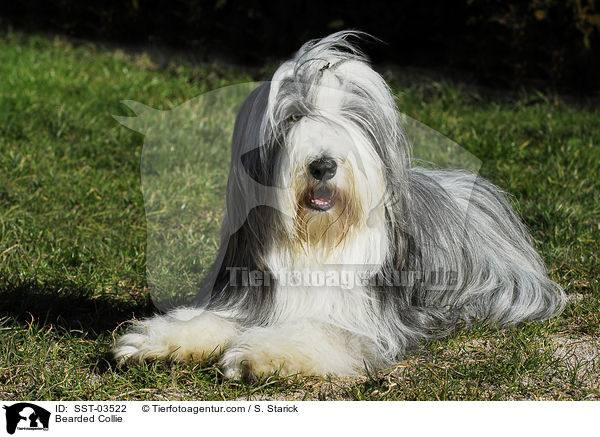 Bearded Collie / Bearded Collie / SST-03522