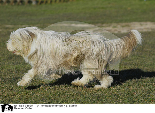 Bearded Collie / SST-03525